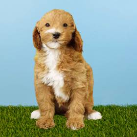2nd Gen Mini Goldendoodle