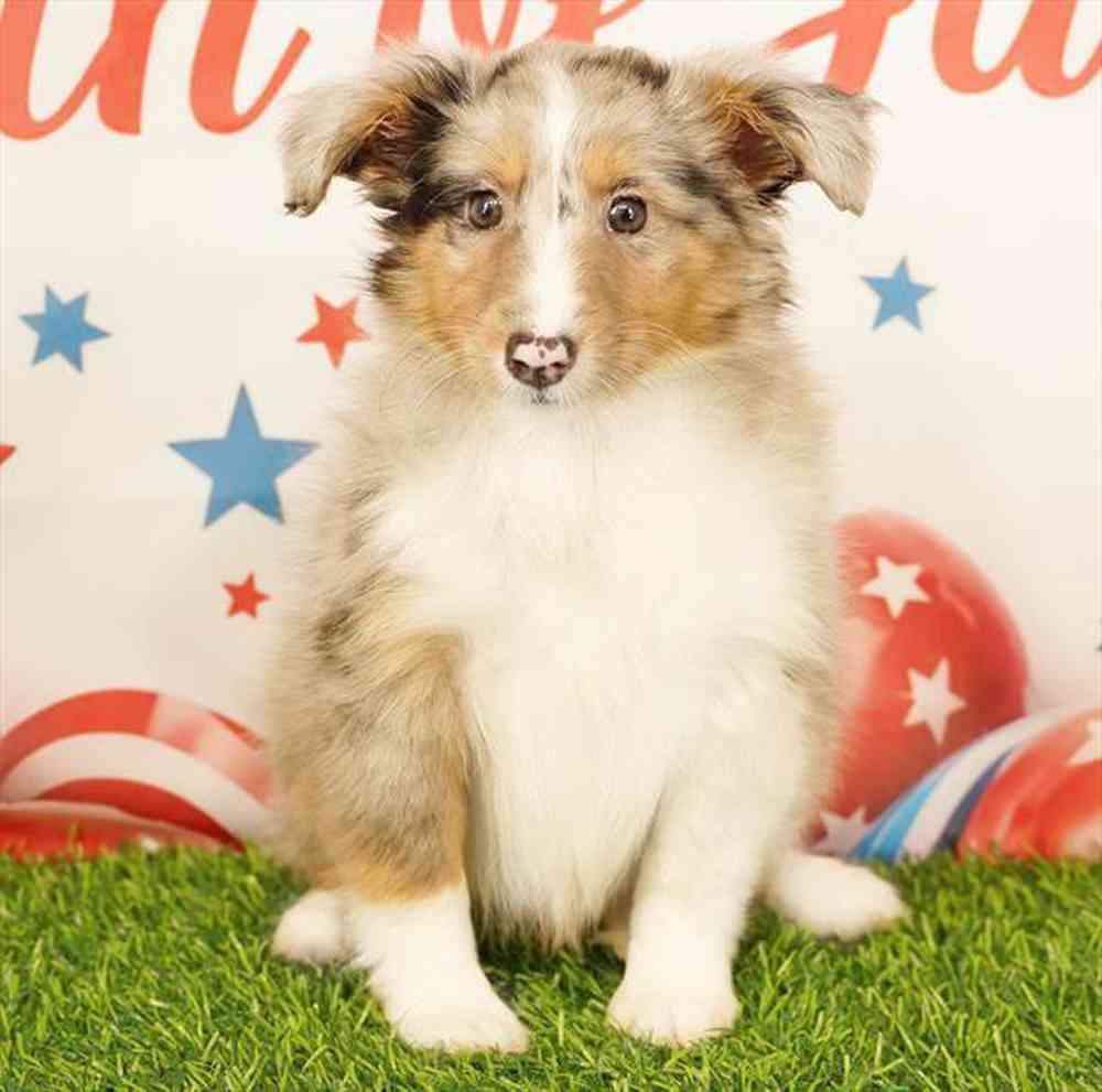 carousel pet images