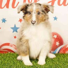 Sheltie
