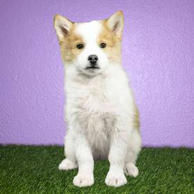 Pomsky