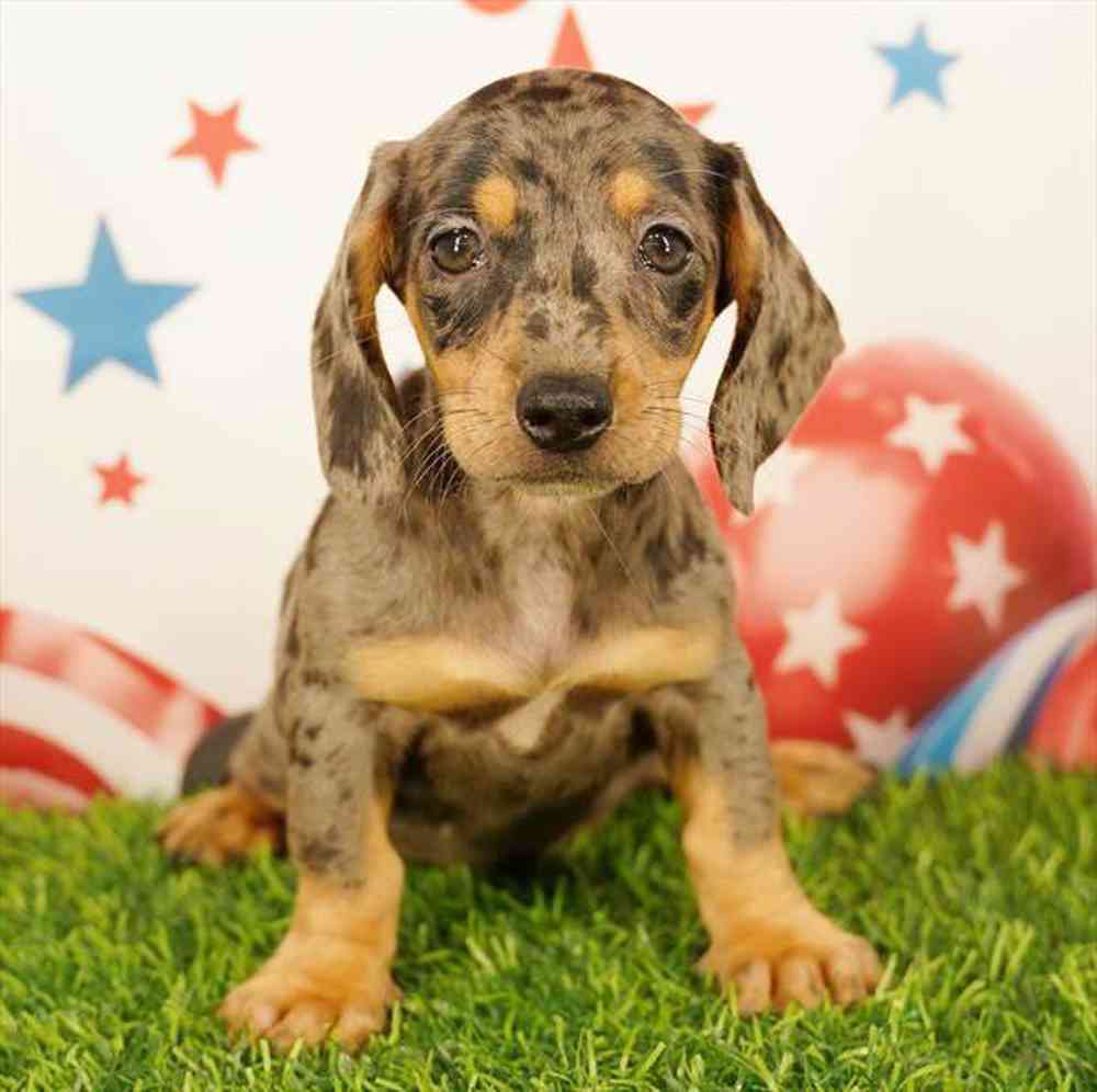 carousel pet images