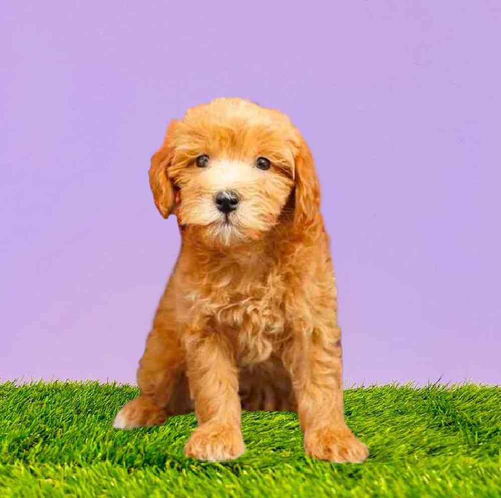 carousel pet images