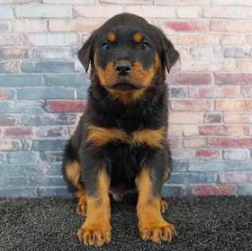 Rottweiler