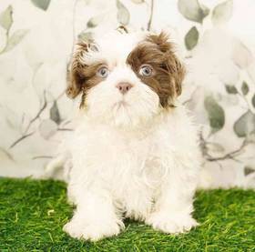 Shih Tzu