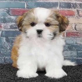 Shih Tzu