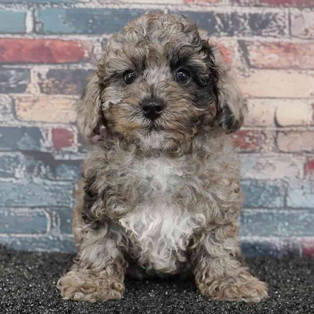 carousel pet images