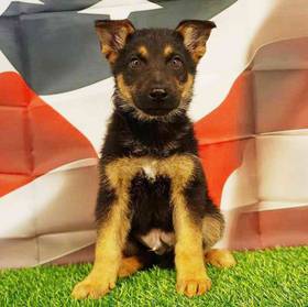 German Shepherd