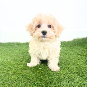 Maltipoo