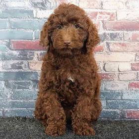 Poodle