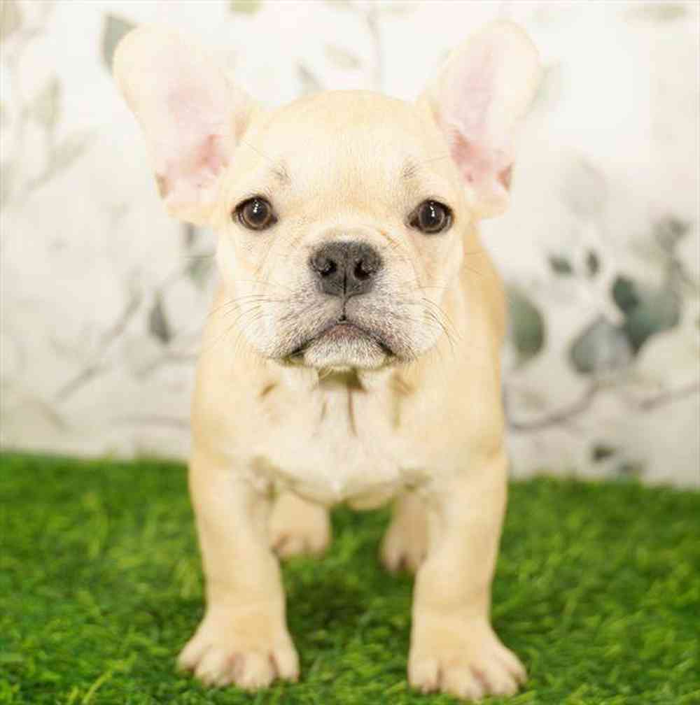 Image of a pet breed in the gallery