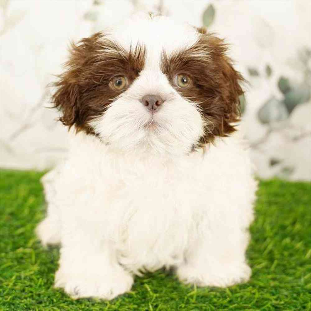 carousel pet images