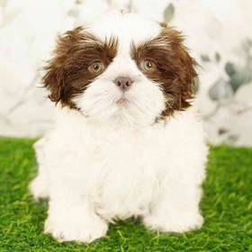 Shih Tzu