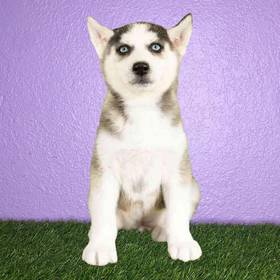 Siberian Husky