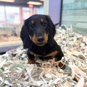 Dachshund