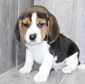 Beagle