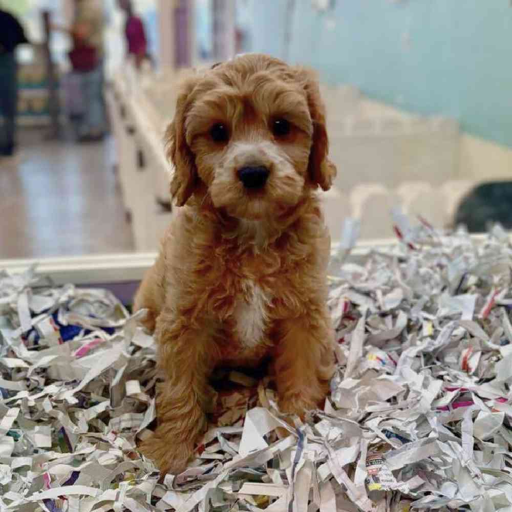 carousel pet images