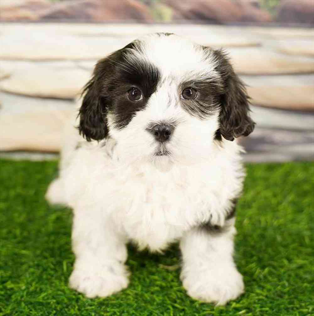 carousel pet images