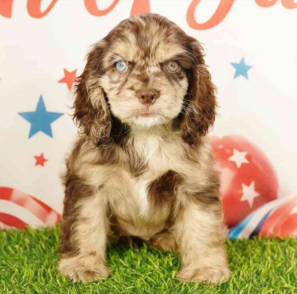 carousel pet images