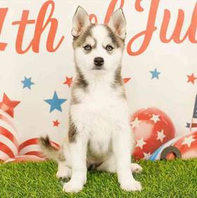 Alaskan Klee Kai