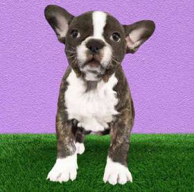 French Bulldog