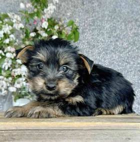 Yorkie