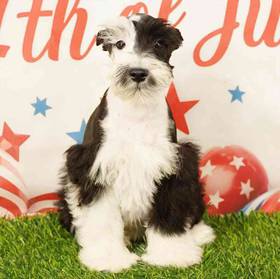 Mini Schnauzer