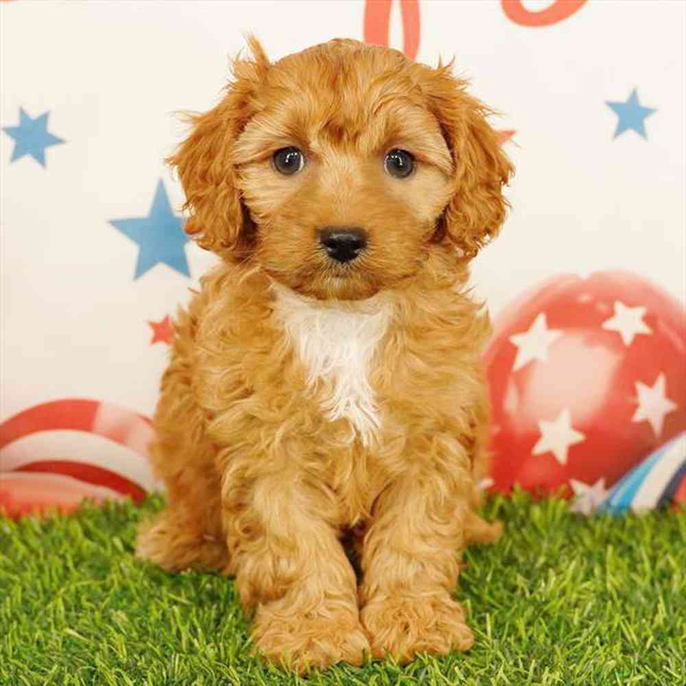 Image of a pet breed in the gallery