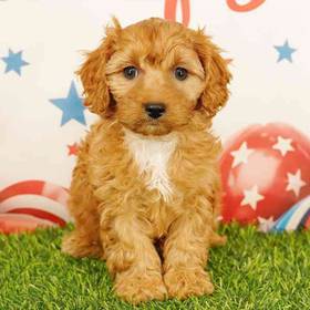 Cavapoo