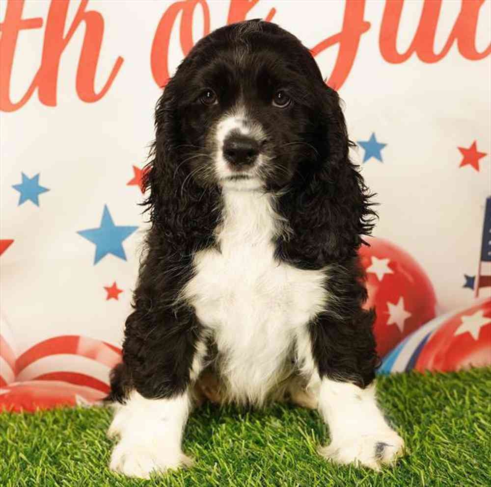 Image of a pet breed in the gallery