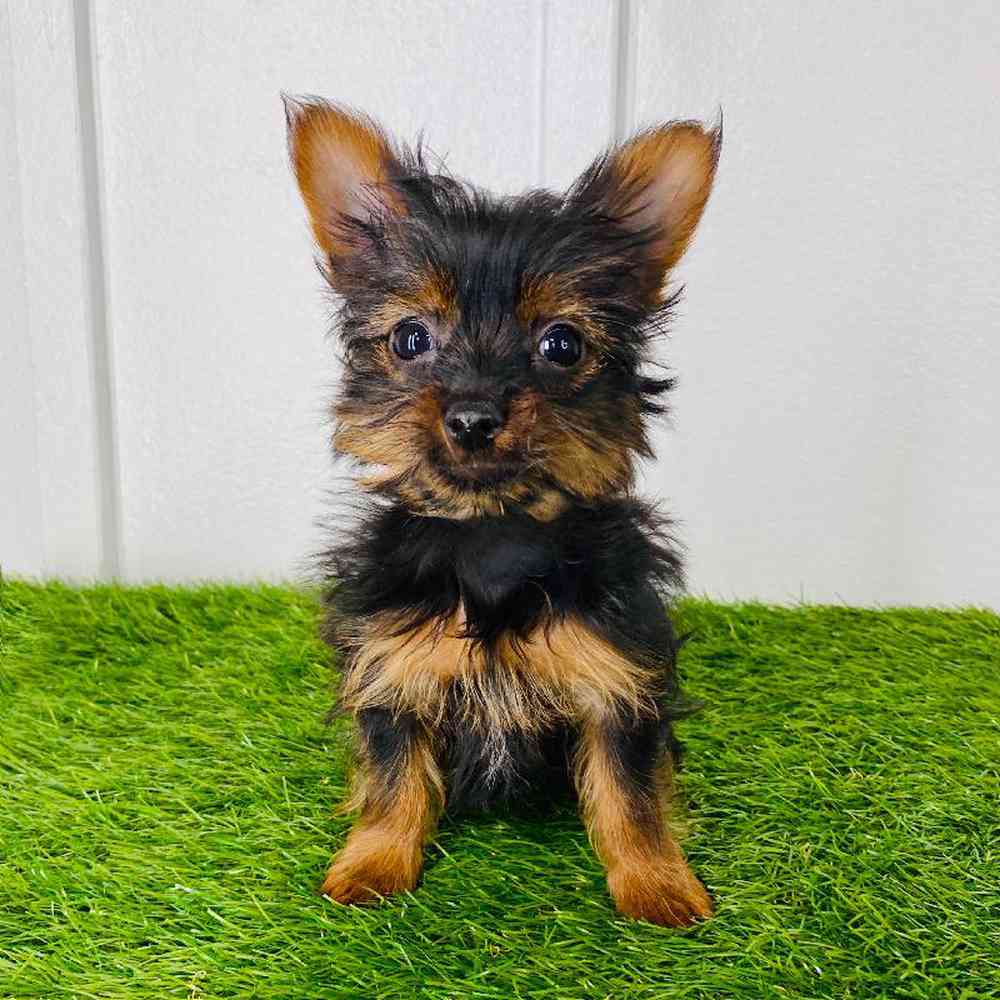 carousel pet images