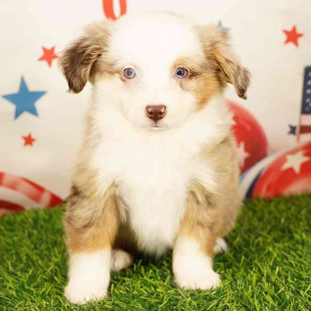 carousel pet images