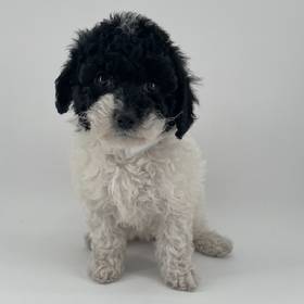 Poodle