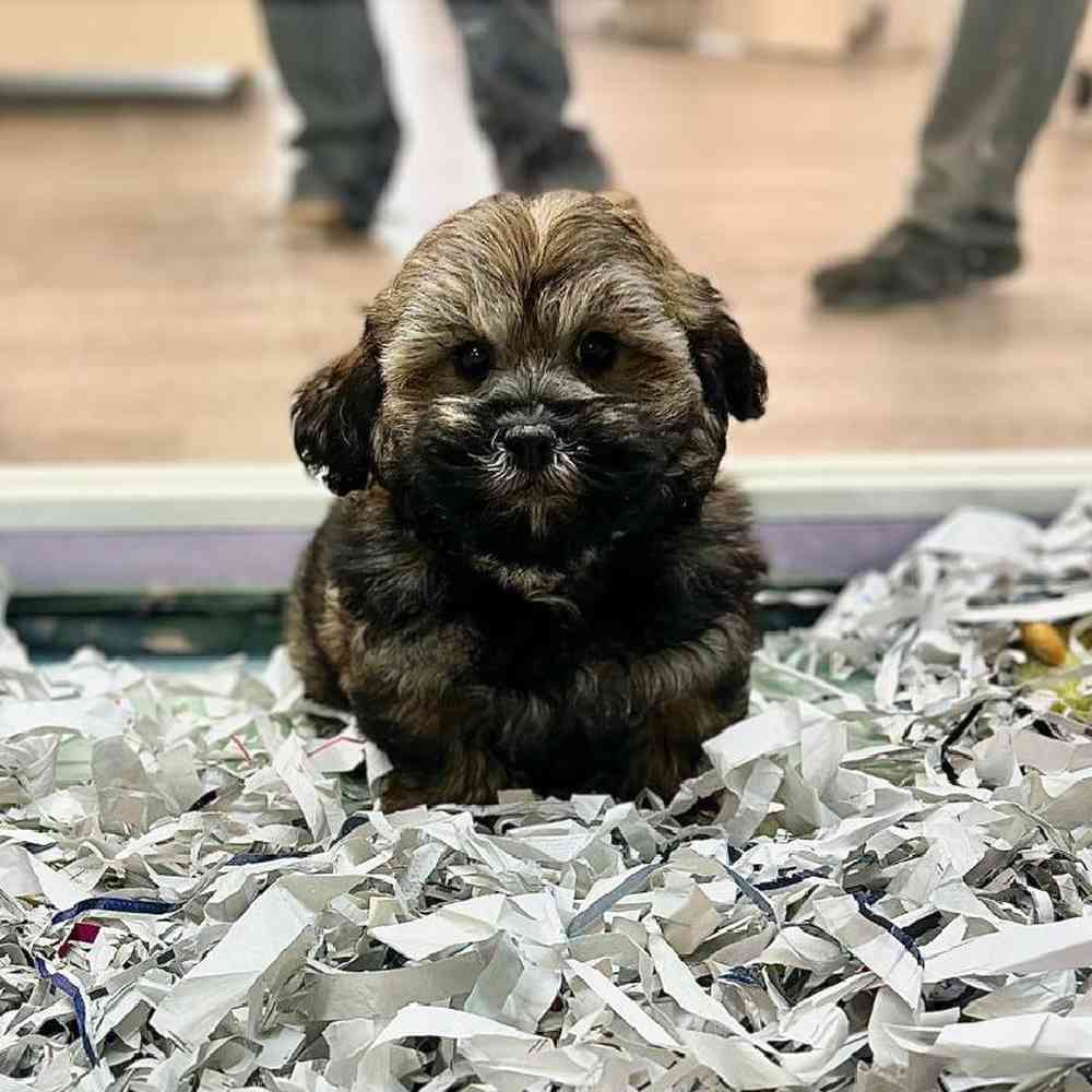carousel pet images