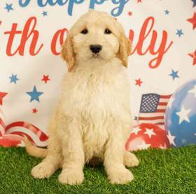 Goldendoodle