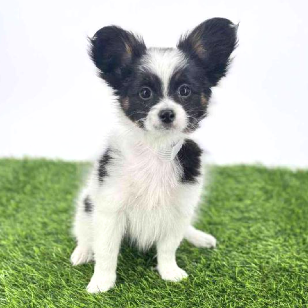 carousel pet images