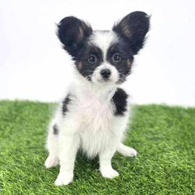 Papillon