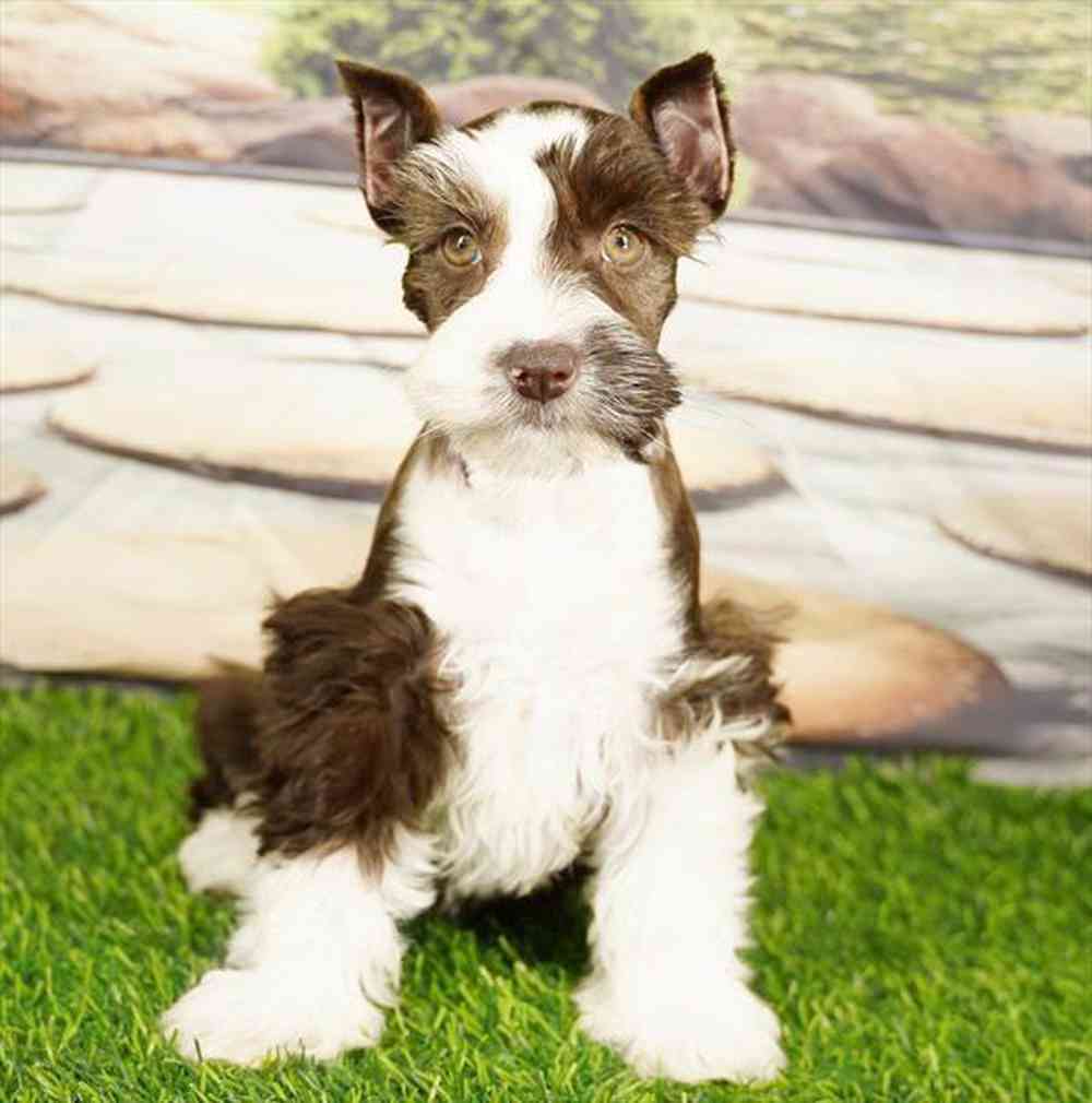 carousel pet images