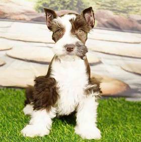 Mini Schnauzer