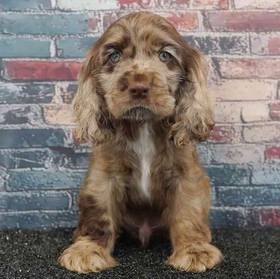 Cocker Spaniel