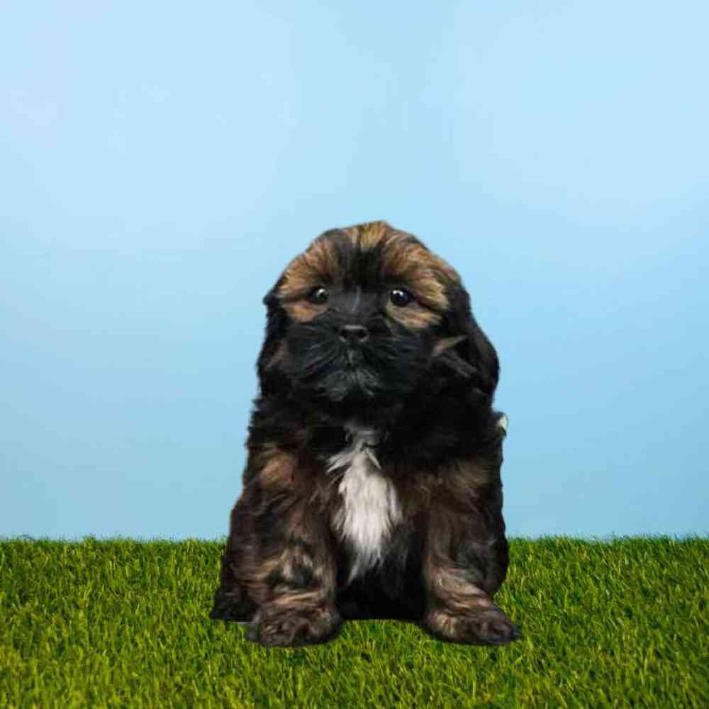 carousel pet images