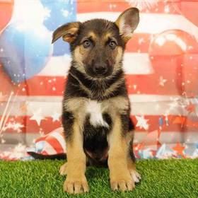 German Shepherd