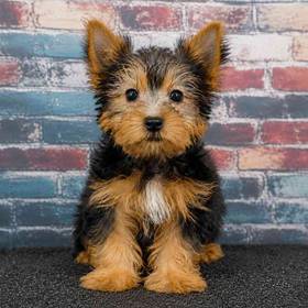 Yorkie