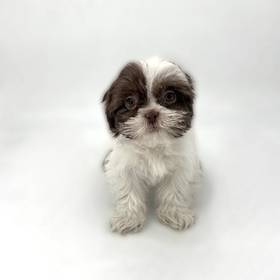Shih Tzu
