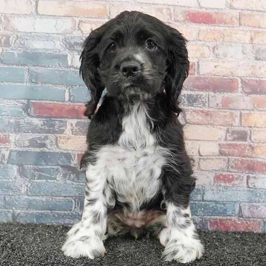 Cocker Spaniel