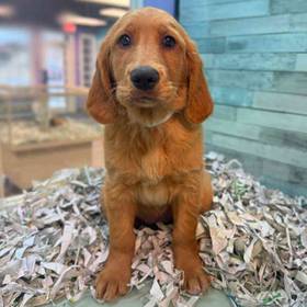 Golden Retriever