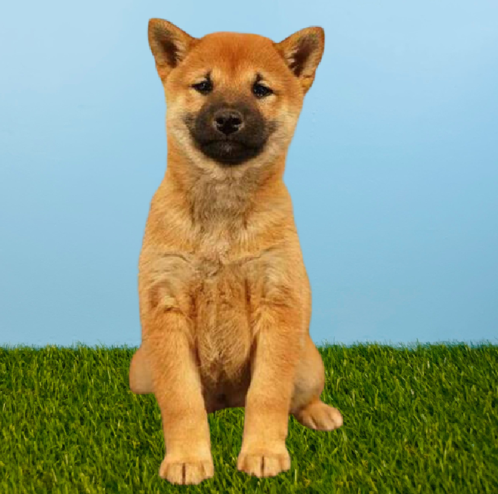 carousel pet images