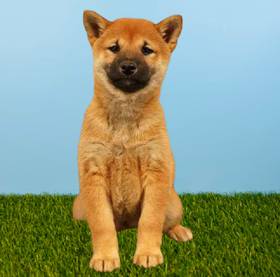 Shiba Inu