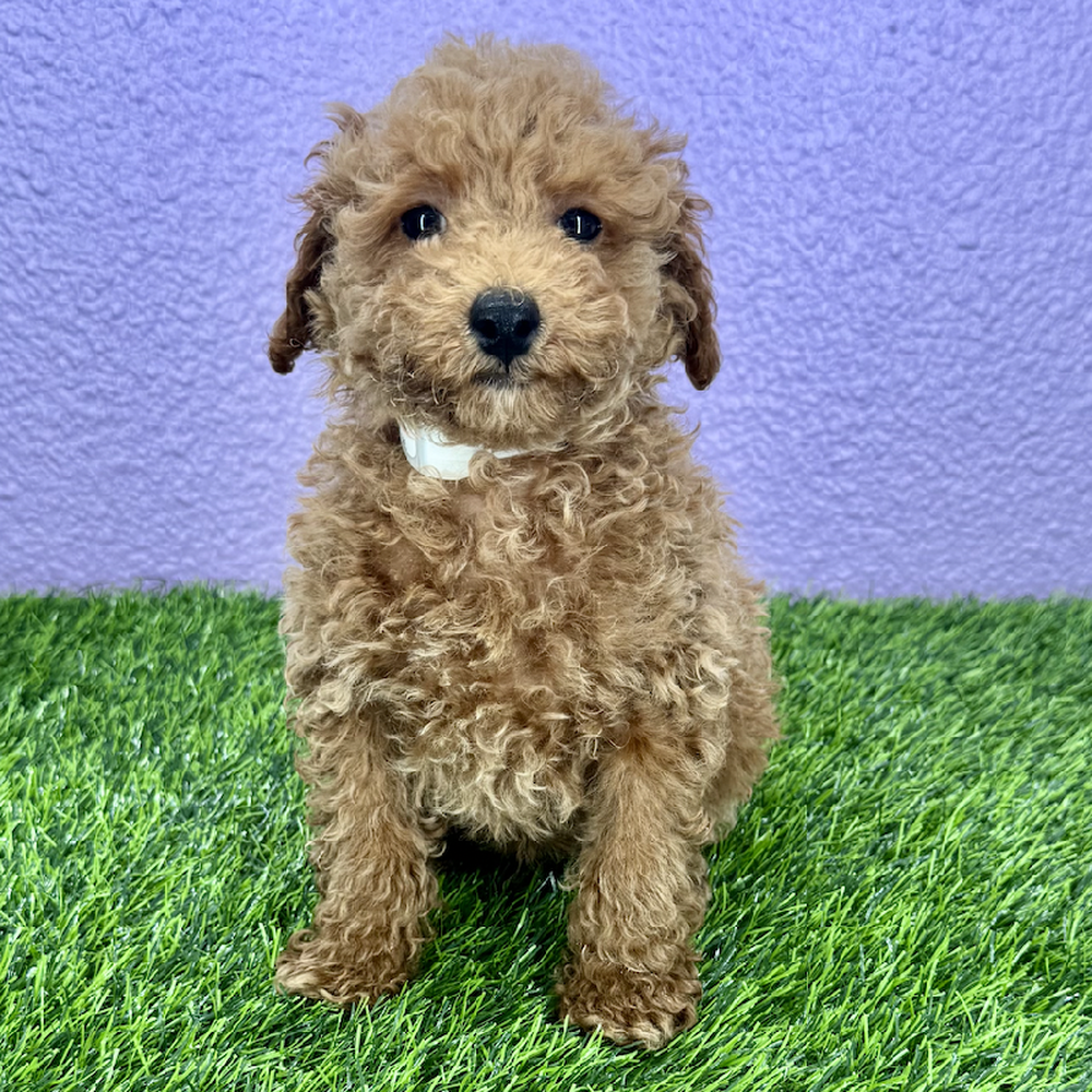 carousel pet images