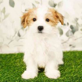 Morkie