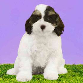 2nd Gen Cockapoo
